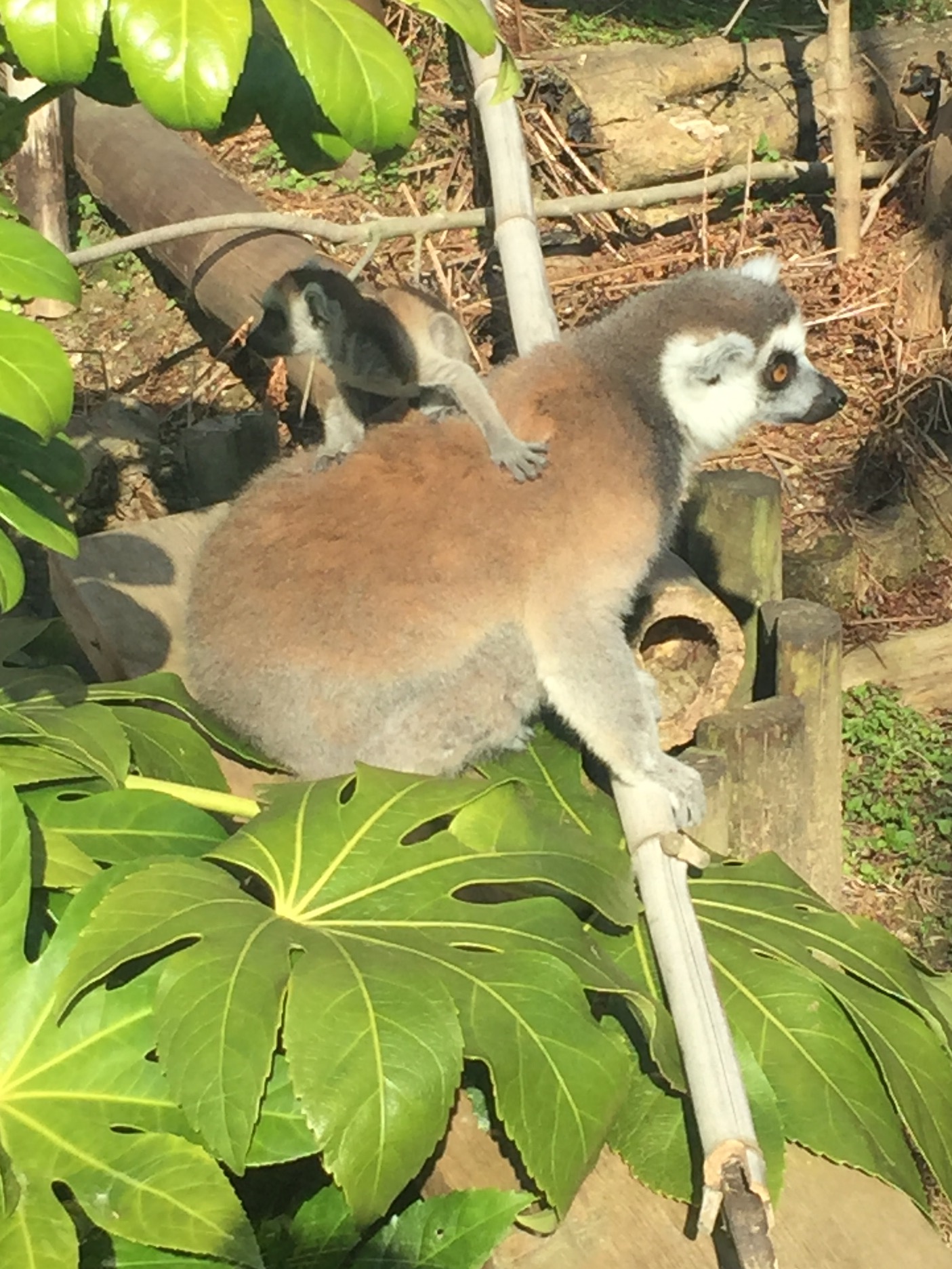 京都市動物園