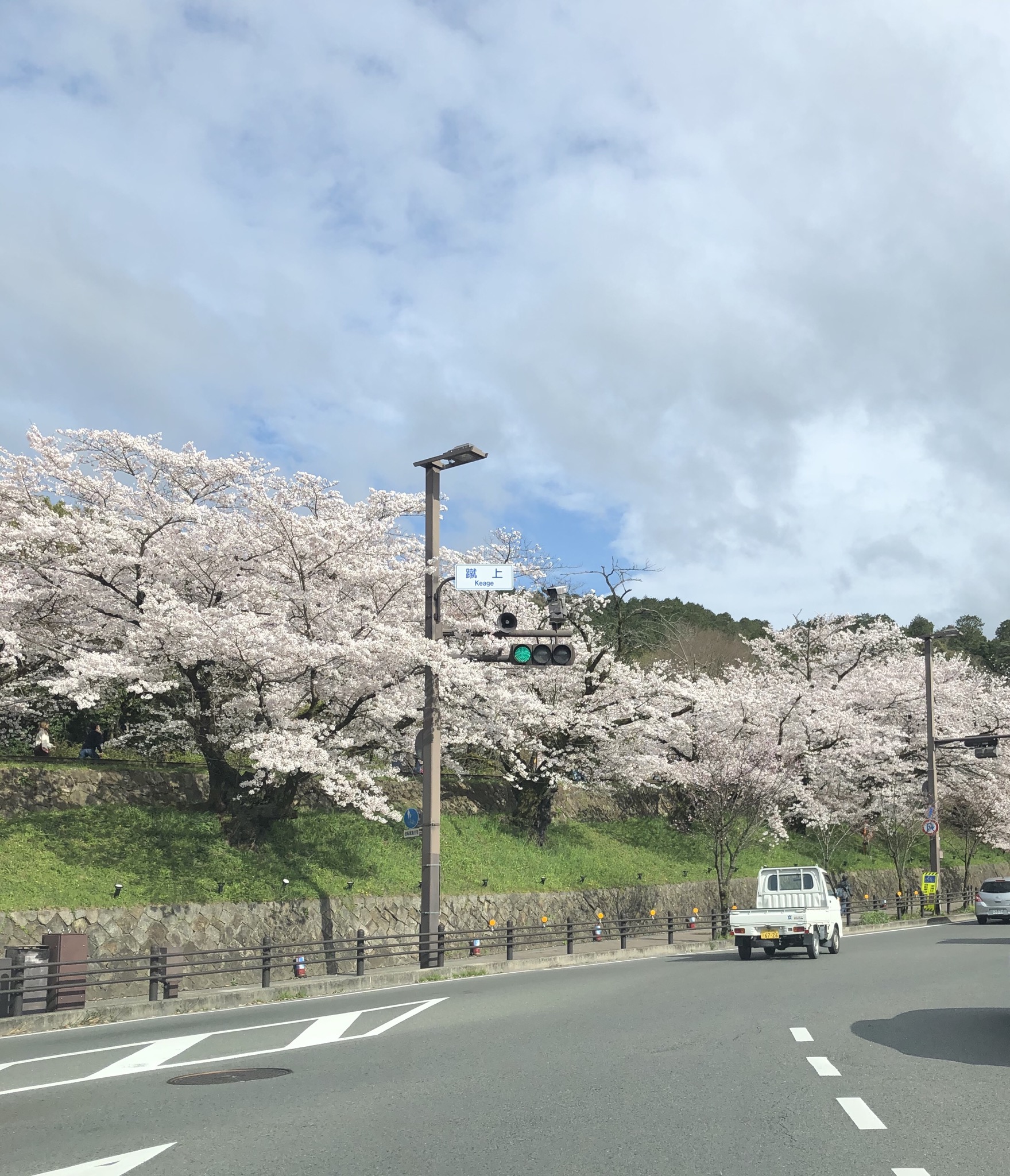 車窓からの花見