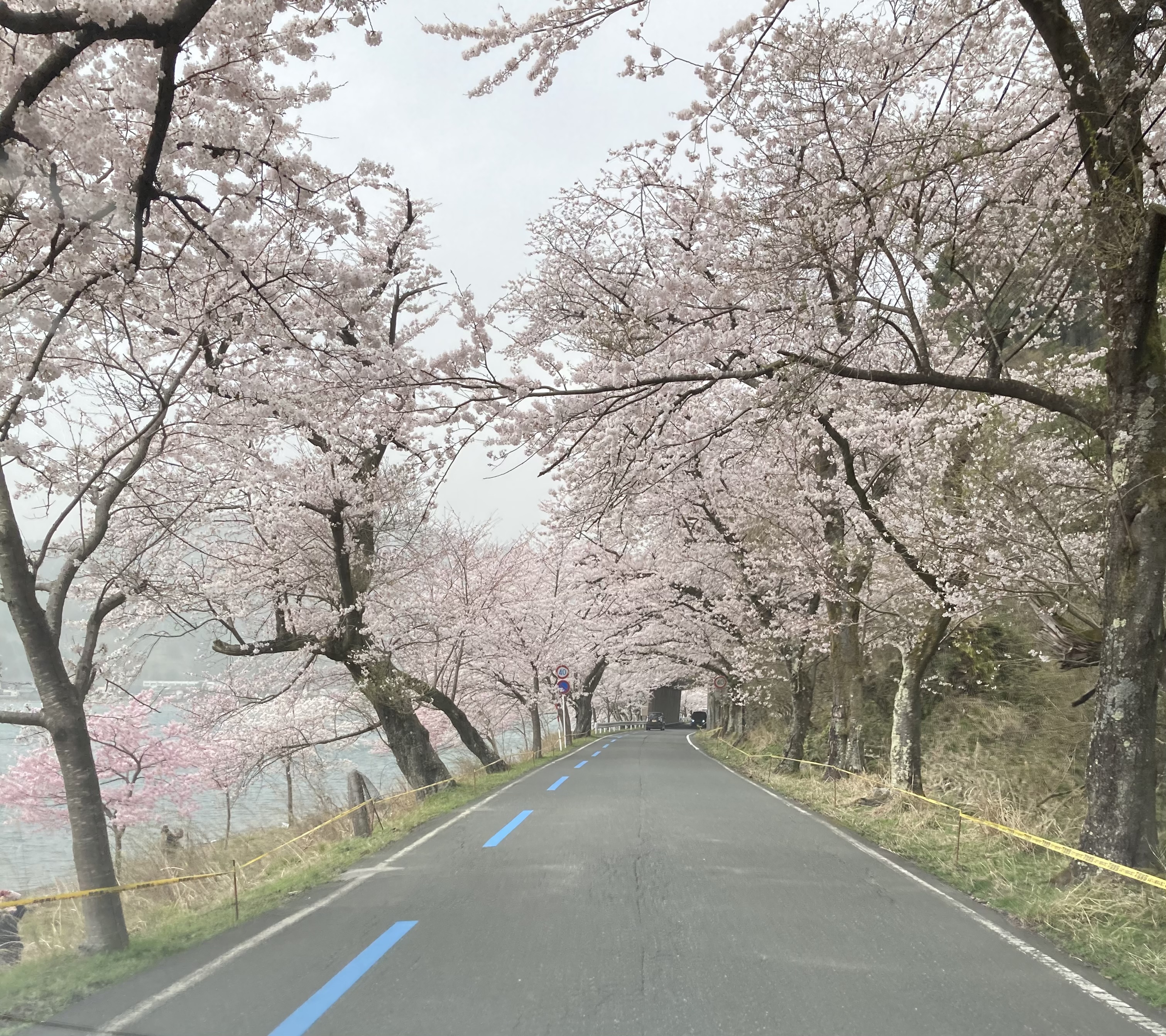 満開の海津大崎！