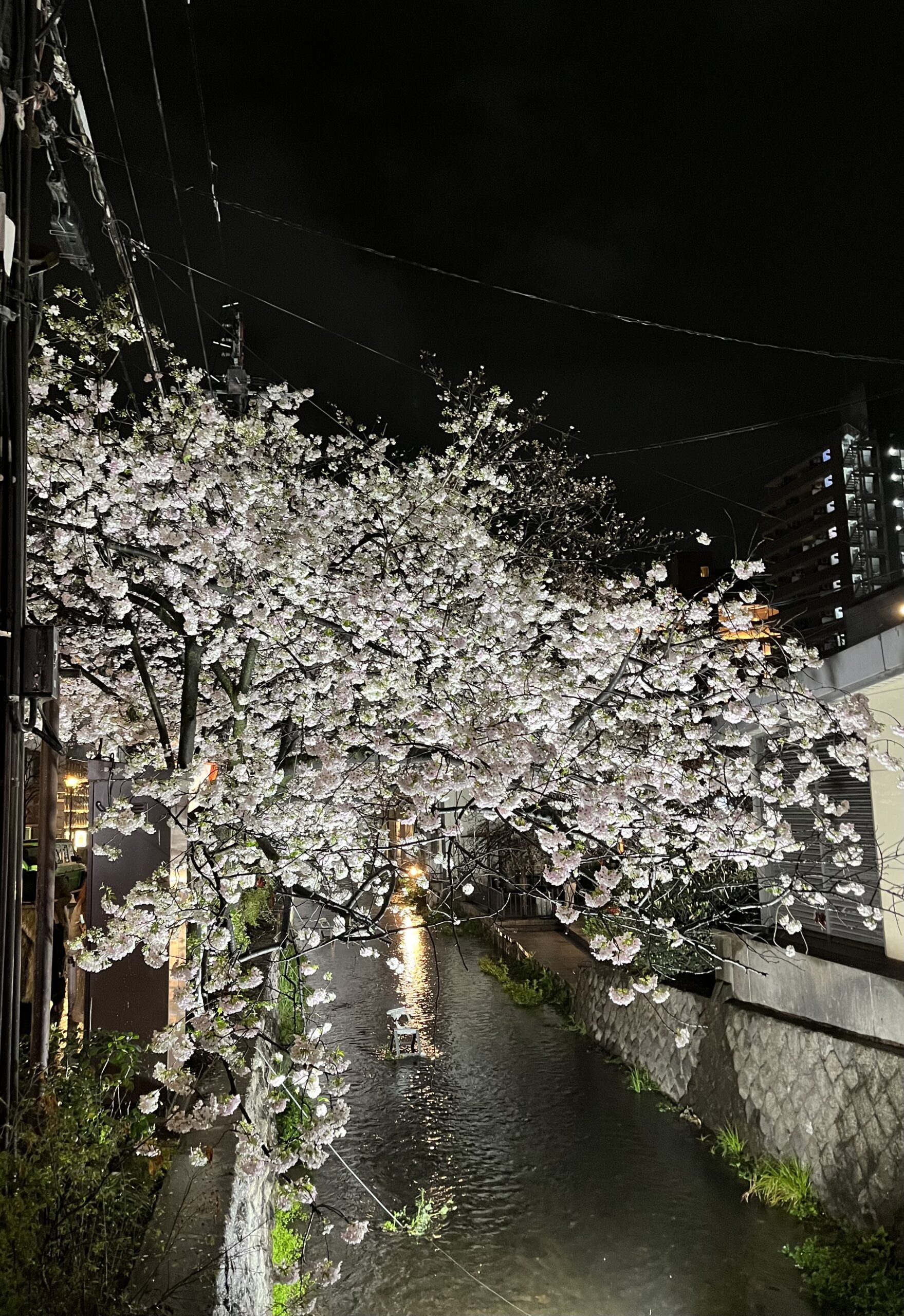 木屋町の桜